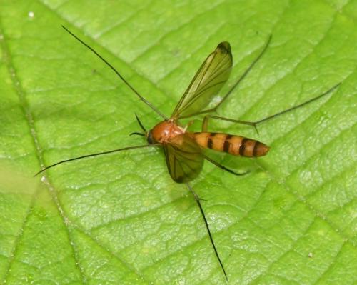 Réf. 359 380 : Orfelia sp.